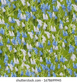 Spring floral hand-drawn vector seamless pattern. Blue and white flowers of Muscari latifolium on a green background. Endless vector texture 