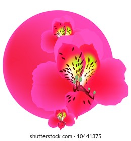 spring flower