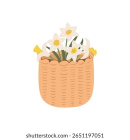 Spring flower arrangement with daffodils. Vector flat illustration of wicker basket with white narcissus flowers