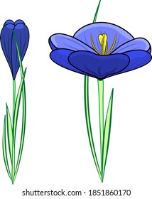 spring flower blue Crocus on a white background