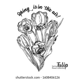 Spring flower bouquet of tulips on white background. Line engraving drawing style. Realistic botanical nature floral sketch pattern for wedding greeting art decoration design. Vector illustration