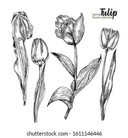 Spring flower bouquet tulips white background  Engraving drawing style Realistic botanical nature floral sketch pattern  For design women days poster  8 march greeting card  Wedding Illustration