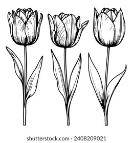 Spring flower bouquet of tulips on white background. Line engraving drawing style. Realistic botanical nature floral sketch pattern for wedding greeting art decoration design.