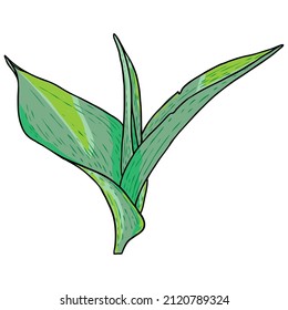 Spring flower bulb leaves and young shoots. Spring plant twigs such as daffodils, tulips and crocuses and Lily. Spring grass and mayweed. Vector.