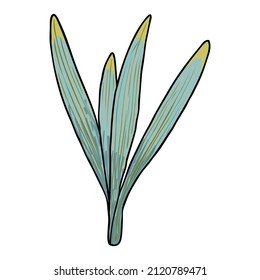 Spring flower bulb leaves and young shoots. Spring plant twigs such as daffodils, tulips and crocuses and Lily. Spring grass and mayweed. Vector.