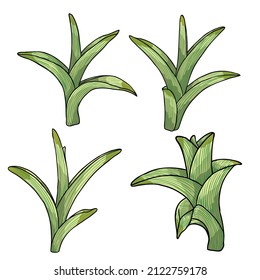 Frühlingsblütenblätter und junge Schuhe. Frühlingspflanzenzweige wie Narzissen, Tulpen, Krokodile und Lily. Frühlingsgras und Mayweed-Sammlung. Vektorgrafik.