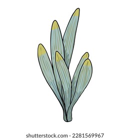 Spring flower bulb leaves and young shoots. Spring plant twigs such as daffodils, tulips and crocuses and Lily. Spring grass and mayweed. Vector.