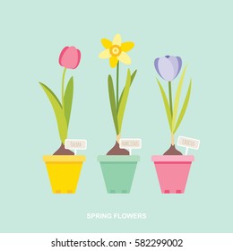 Spring flower bulbs tulip daffodil crocus in pots vector illustration