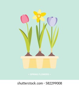 Spring flower bulbs tulip daffodil crocus in tray vector illustration