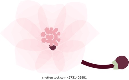 ilusão da flor de cerejeira