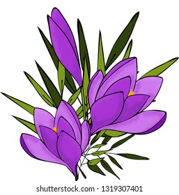 Spring flower Crocus. Hand-drawn.