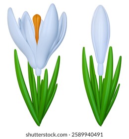 Spring flower crocus with open and closed buds in white color. Set design nature elements. Beautiful 3d realistic vector illustration.