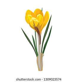 Spring flower, crocus. Vector illustration. Isolated on a white background.