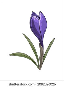Spring flower Crocus violet color hand drawing sketch, doodling style, isolated on white background. Vector illustration