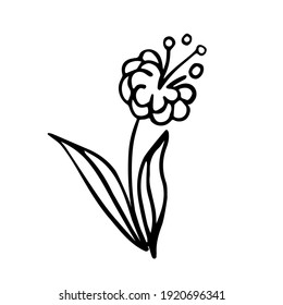 Spring flower cute hand drawn illustration, vector doodle isolated on white background. Outline drawing, tattoo, design element for coloring book, wedding background, wrapping paper.