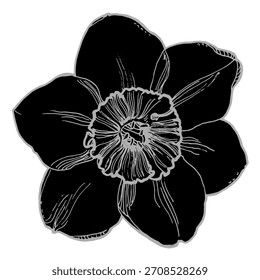 Silhueta preta do narciso da flor da primavera no branco. Ilustração de flor vintage, vetor. Elemento de design para cartões, convites e cartazes.