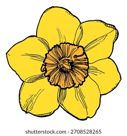 Nano de flor de primavera amarelo brilhante no branco. Ilustração de flor vintage, vetor isolado. Elemento de design para cartões, convites e cartazes.