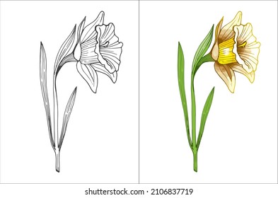 Spring flower daffodils, narcissus. Vector. Petals and buds. A symbol of spring and women's holidays. For printing on fabric, wallpaper, covers, notebooks. Illustration from the set "Narcissus flower"