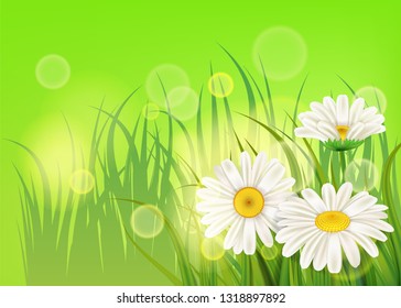 Spring flower daisy juicy, chamomiles green grass background Template for banners, web, flyer. Vector illustration isolated.