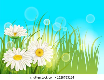 Spring flower daisy juicy, chamomiles green grass background Template for banners, web, flyer. Vector illustration isolated.