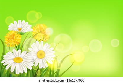 Spring flower daisy juicy, chamomiles yellow dandelions green grass background