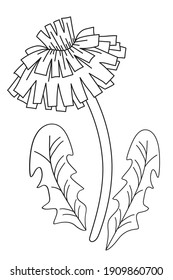 Flor de primavera - diente de león con hojas. Dibujo de vectores. Línea negra, contorno. Planta Ornamental Taraxacum para impresión, decoración y diseño, postales. Línea negra aislada en fondo blanco