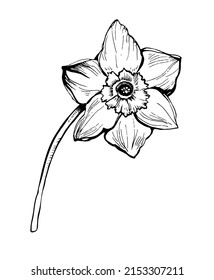 Spring flower delicate daffodil isolated on white in full bloom. For create floral card, textile print, embroidery, pillows, napkins, packaging, wedding invitation, Easter greeting card.