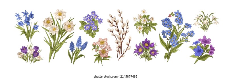 Spring flower drawings in vintage style. Hand-drawn botanical set with wild blooming floral plants with leaf, daffodils, pussywillow. Colored vector graphic illustrations isolated on white background