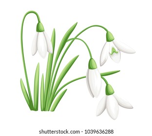Spring flower. The first snowdrops Galanthus. Flowers for decoration. Vector illustration isolated on white background. Web site page and mobile app design