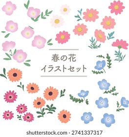 Spring Flower Flat Vector Set – Osteospermum, Nemophila, Marguerite Daisy, Evening Primrose Isolated on Transparent Background