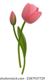 Spring flower. Floral background. Bud. Pink. Green leaves. Beautiful vector illustration of pink tulips on a white background. Bouquet.