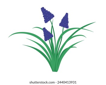 Spring flower of grape hyacinth. Floral branch isolated on white background. Flat illustration of fragile delicate field bloom. Beautiful gentle flower. botanical natural plant. Vector illustration