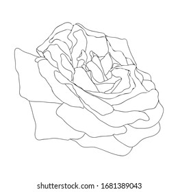 Spring flower. Hand drawn doodle element. - vector
