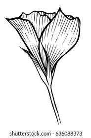 spring flower image, vector tulip illustration isolated on white