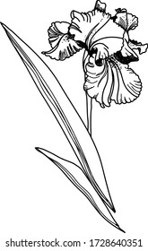 Gráfico de tinta de flor de primavera. Ilustración del vector