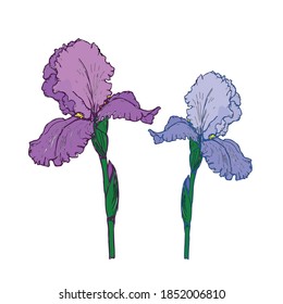 Spring flower iris. Colorful vector illustration on a white background.