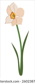 Spring flower isolated and on white background. White daffodil with green leaf in flat style. Narcissus cardboard vector illustration.