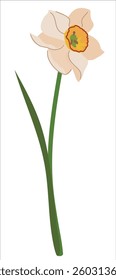 Spring flower isolated and on white background. White daffodil with green leaf in flat style. Narcissus cardboard vector illustration.