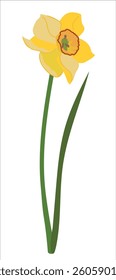 Spring flower isolated and on white background. White daffodil with green leaf in flat style. Narcissus cardboard vector illustration.