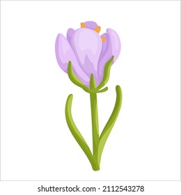 Spring flower lilac crocus.Cartoon vector graphic.