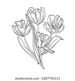 Spring flower line art ink design.Tulips coloring page