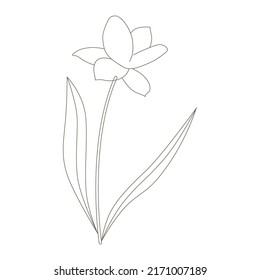 spring flower, line art vector