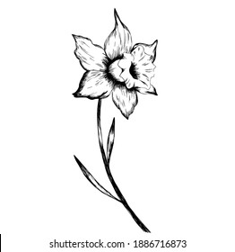 Spring flower Narcissus, vector illustration Daffodil doodle bouquet. For posters, textiles, etc. Cartoon daffodil vector illustration. Narcissus flower or daffodil isolated on white background cutout