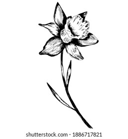 Spring flower Narcissus, vector illustration Daffodil doodle bouquet. For posters, textiles, etc. Cartoon daffodil vector illustration. Narcissus flower or daffodil isolated on white background cutout