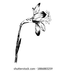 Spring flower Narcissus, vector illustration Daffodil doodle bouquet. For posters, textiles, etc. Cartoon daffodil vector illustration. Narcissus flower or daffodil isolated on white background cutout