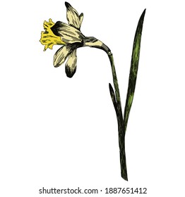 Spring flower Narcissus, vector illustration Daffodil doodle bouquet. For posters, textiles, etc. Cartoon daffodil vector illustration. Narcissus flower or daffodil isolated on white 