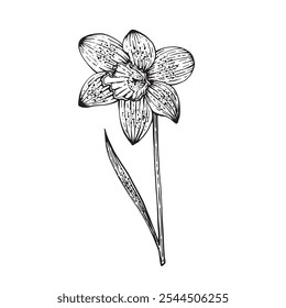 Flor da primavera Narciso. Ilustração vetorial Sobre fundo branco. Design de lojas de flores, etiquetas de perfume, cosméticos, embalagem, tipografia, têxteis, louças. Fragrâncias para o lar. Bouquets festivos