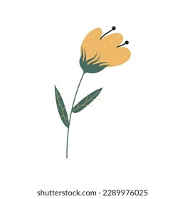 Frühlingsblume auf isoliertem weißem Hintergrund.