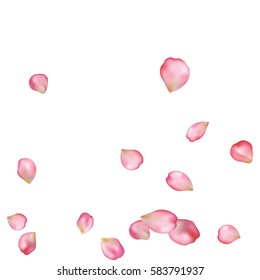 Spring flower petals blossoms blank background template. Vector illustration isolated on a white backdrop.