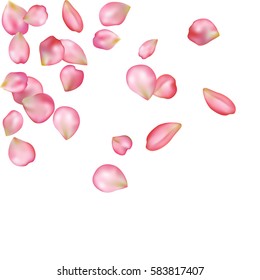 Spring flower petals blossoms blank background template. Vector illustration isolated on a white backdrop.